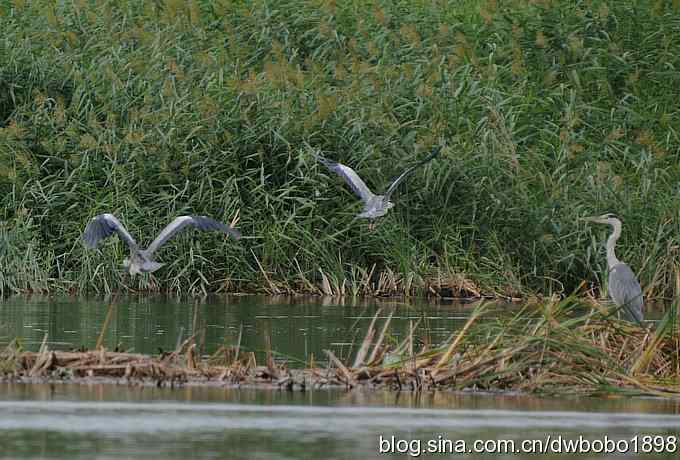 乌梁素海之草鹭鈥斺斈诿晒勰裥校ǘ）