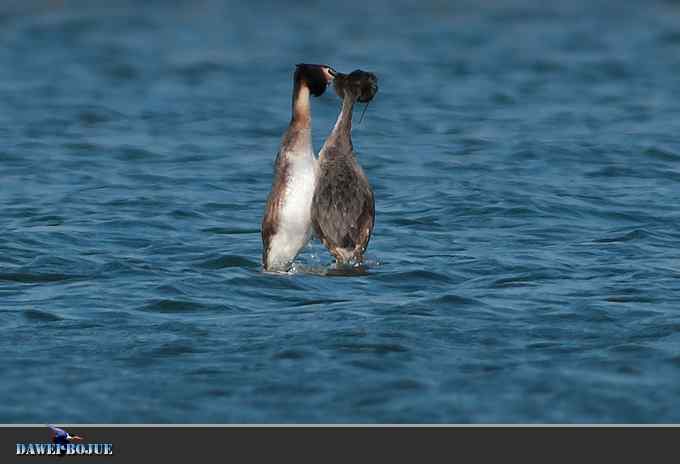 凤头.相恋在春花绽放时