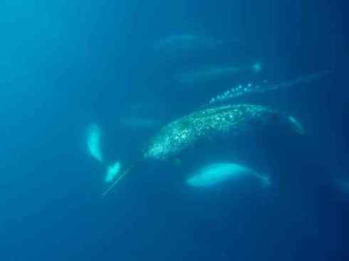 独角兽：传说的兽原型探秘（独角鲸）