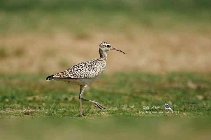个人新鸟种鈥斝¤拣