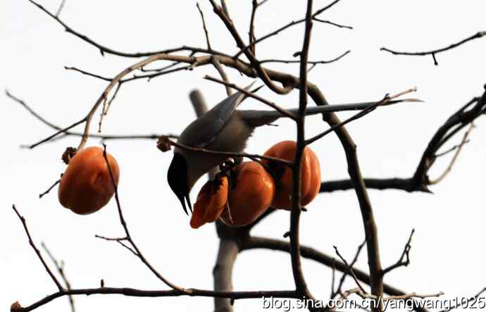谁爱吃柿子？（喜鹊）