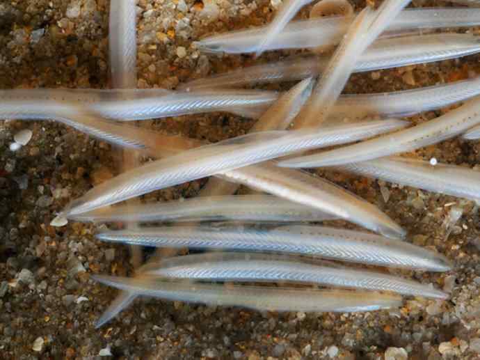 鱼类活化石:盲鳗 鱼类活化石:盲鳗