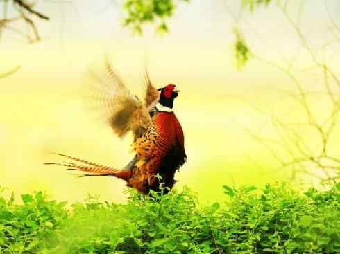 凤凰：传说的鸟原型探秘（雉鸡）