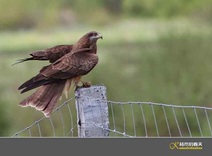 红原大草原的鈥満陴扳