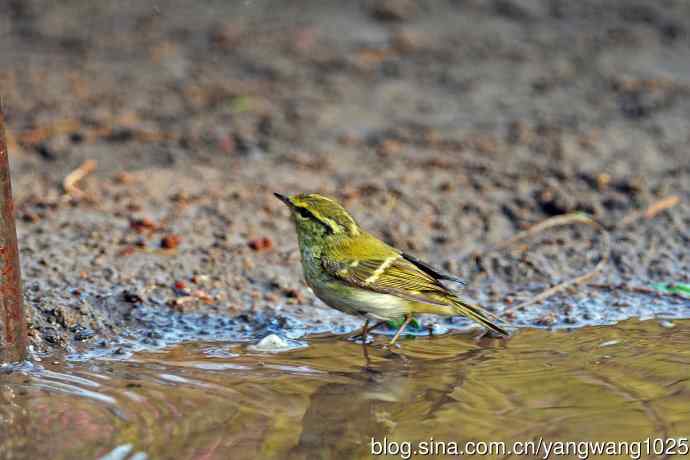 黄腰柳莺（19）