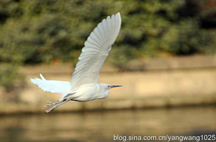 飞 wbr(白鹭) 飞 wbr(白鹭)