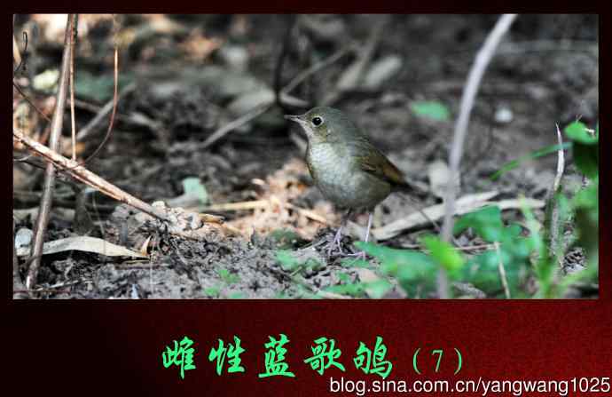 雌性蓝歌鸲（7）