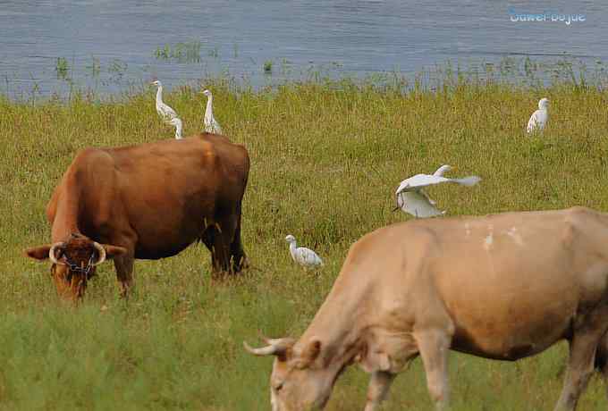 牛鹭两相伴 wbr景鸟一镜收 牛鹭两相伴 wbr景鸟一镜收