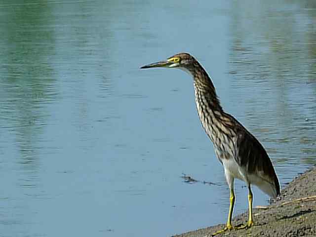 翠明湖畔观鸟儿情