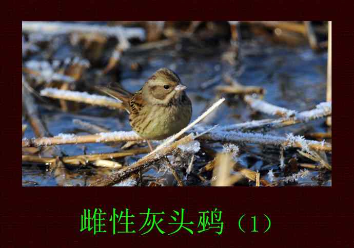 雌性灰头鹀（1）