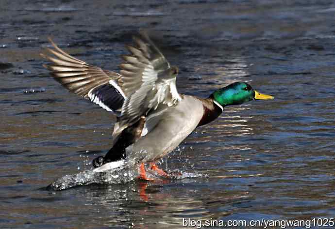 飞(绿头鸭)1 飞(绿头鸭)1