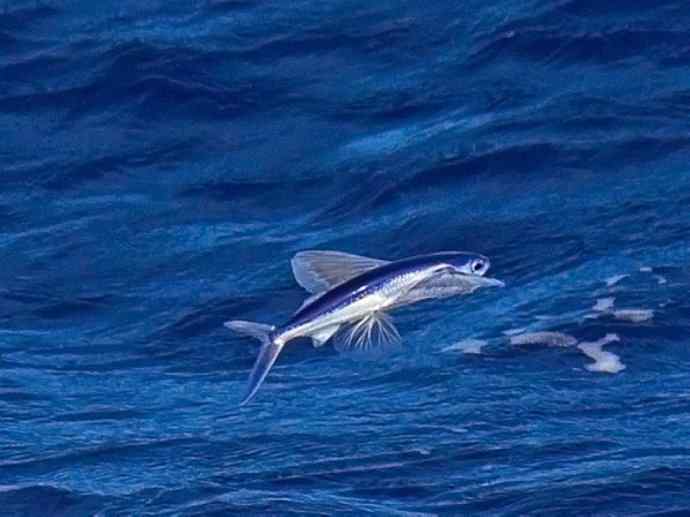 鱼类活化石：齿蝶鱼