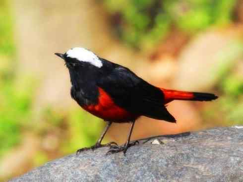 白头鸟系列:另类的美丽6 白头鸟系列:另类的美丽6