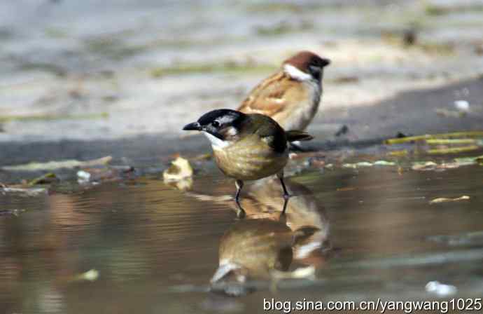 白头鹎bei（白头翁）