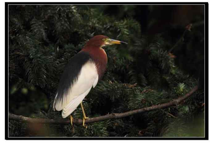 阳山摄鹭之池鹭篇