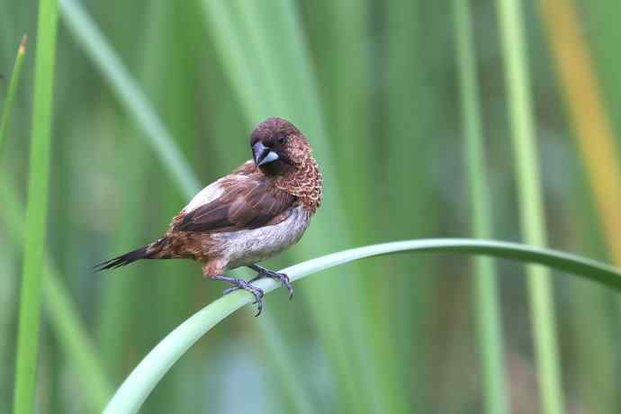 摄鸟拾趣（十） wbr白腰文鸟