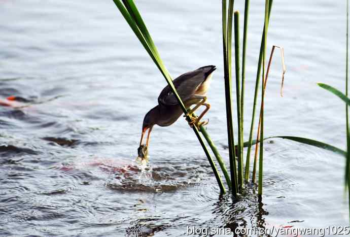 黄苇鳽的早餐（记实）