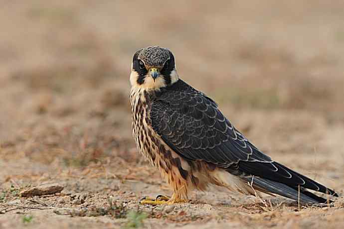 弱肉强食（杀戮吞噬篇）