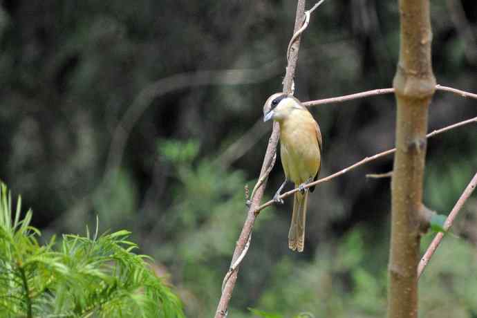 红尾伯劳 红尾伯劳