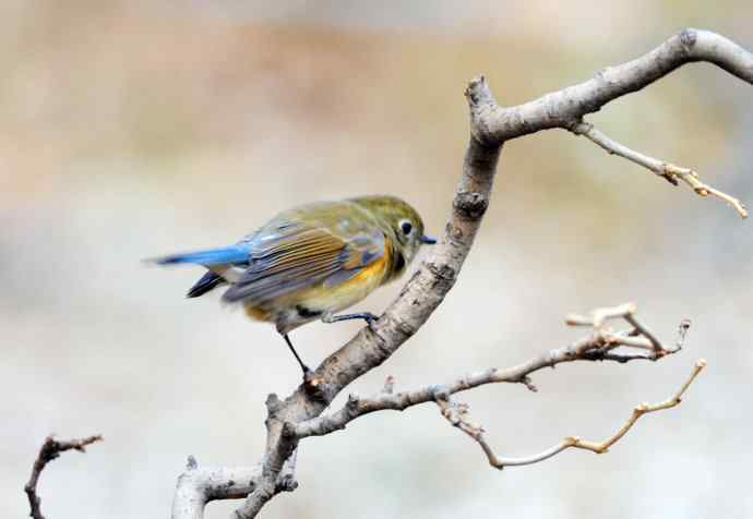 雌性红胁蓝尾鸲(15) 雌性红胁蓝尾鸲(15)