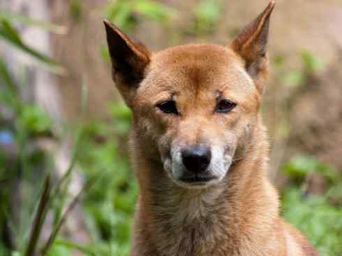 犬科：犬亚科犬属之澳洲野犬、歌唱犬、家犬