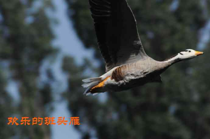 欢乐的斑头雁
