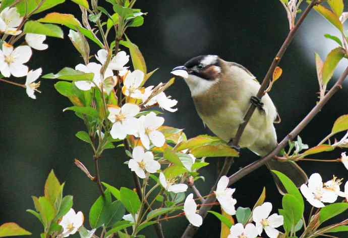 183.又见白鹡鸰--草地秀、菜鸟