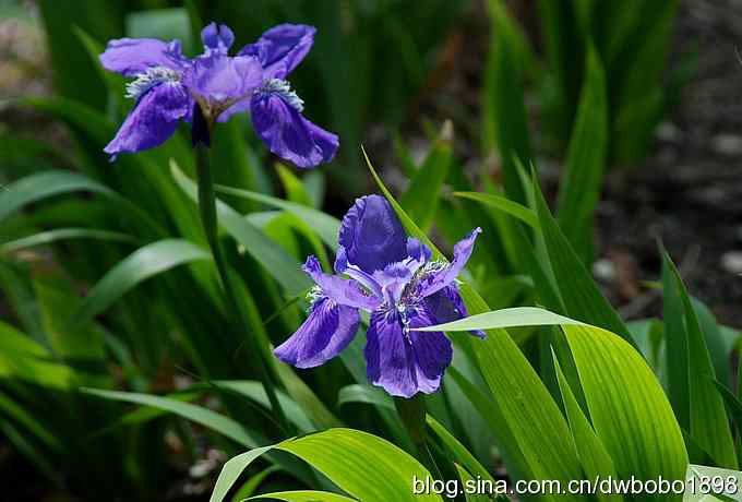 朱雀和北宫的鸟