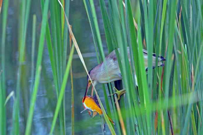 捕鱼的黄苇鳽（1）