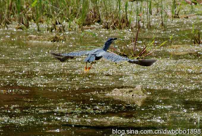 冒酷暑寻拍绿鹭 wbr长途奔袭古北口