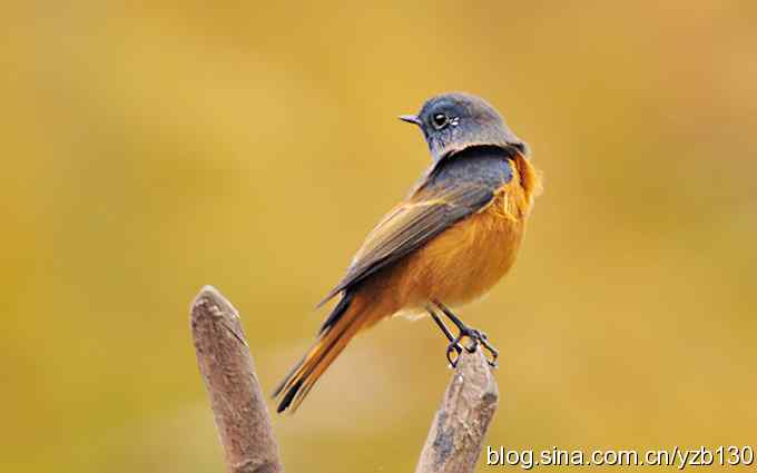 追踪了几个小时的密林精灵鈥斺斃抖詈煳拆叮ㄗ橥迹