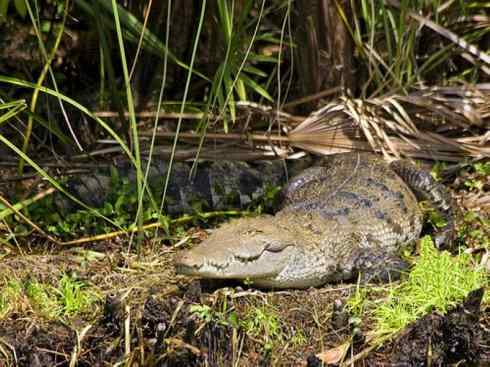龙：传说的兽原型探秘（鳄类）