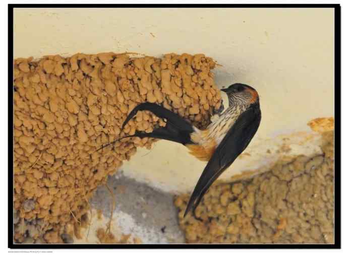 金腰燕衔泥筑巢