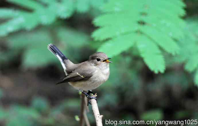 与您交流、沟通的红喉姬鹟 与您交流、沟通的红喉姬鹟