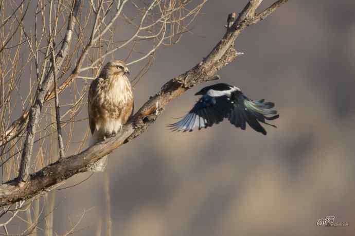 喜鹊鲜为人知的一面——顽强的领地捍卫者