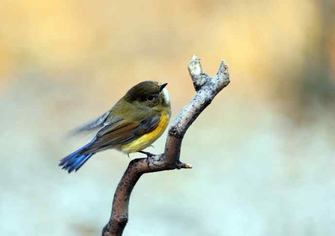 雌性红胁蓝尾鸲（17）