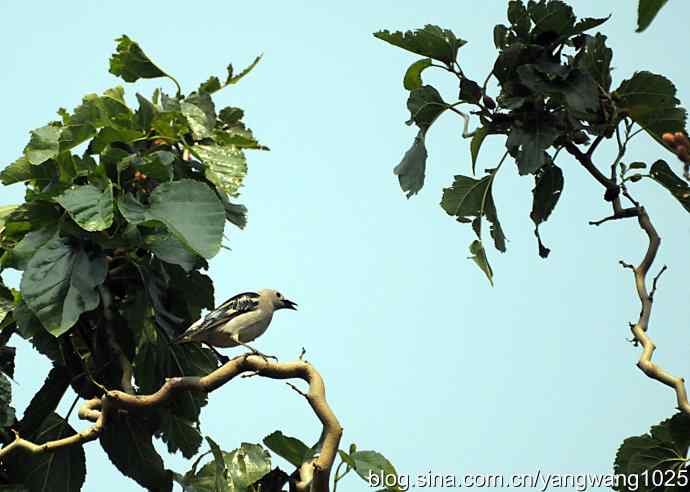 北椋鸟(记录版) 北椋鸟(记录版)