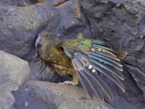天生猎手:非猛禽类猎手之七 天生猎手:非猛禽类猎手之七
