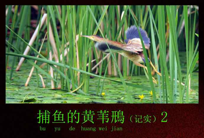 捕鱼的黄苇鳽（记实）2