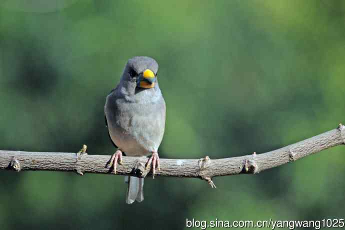雌性黑尾蜡嘴雀（2）