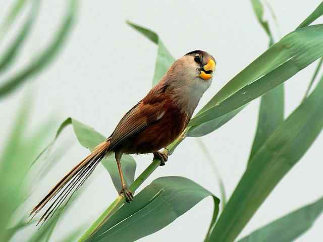衡水湖印象(震旦鸦雀)