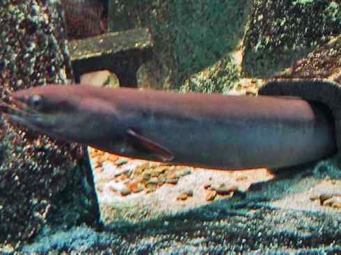 自然奇观：动物大迁徙(鳗鱼)