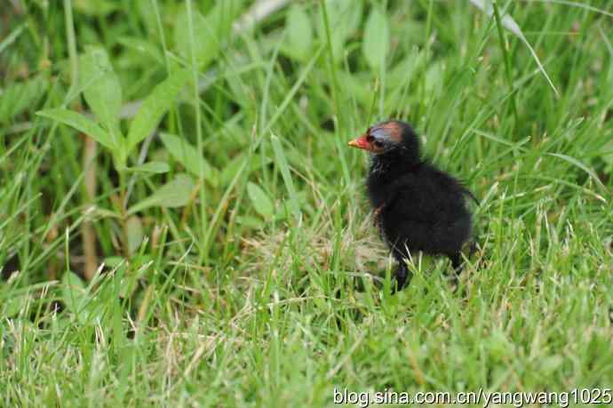 北京奥林匹克公园的鸟类——黑水鸡 2