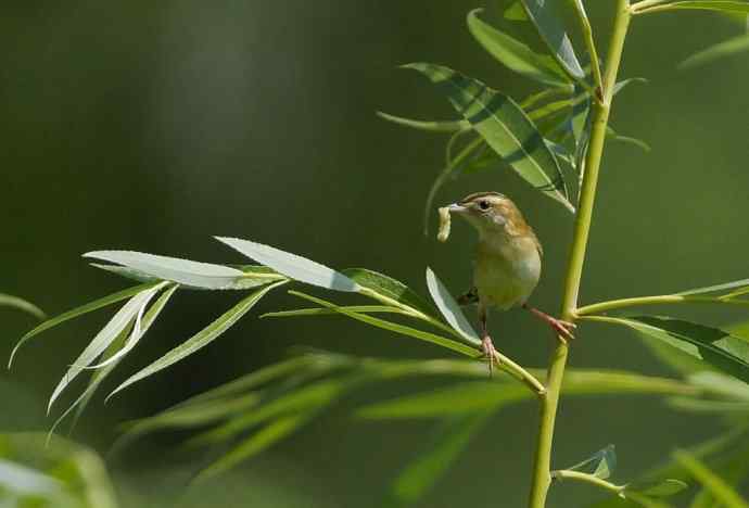 鸟荒时节的新宠 鸟荒时节的新宠