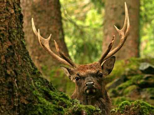 麒麟：传说的兽原型探秘（梅花鹿）