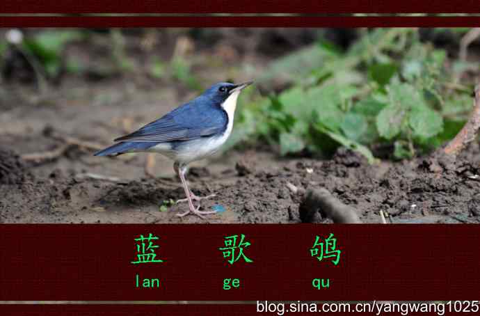 北京天坛公园的鸟类——蓝歌鸲 1