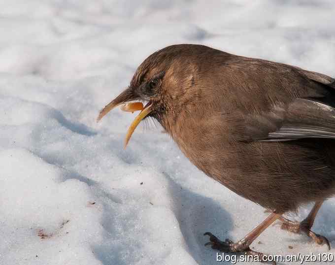瑞雪兆丰年鈥斺斏皆腽蹋ㄗ橥迹6张图片）