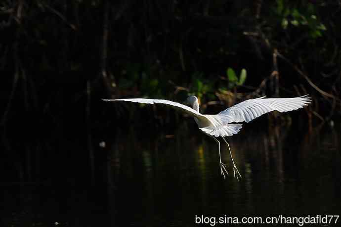 美国鸟类摄影——白色的小蓝鹭 (3)