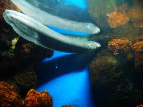 自然奇观：动物大迁徙(鳗鱼)