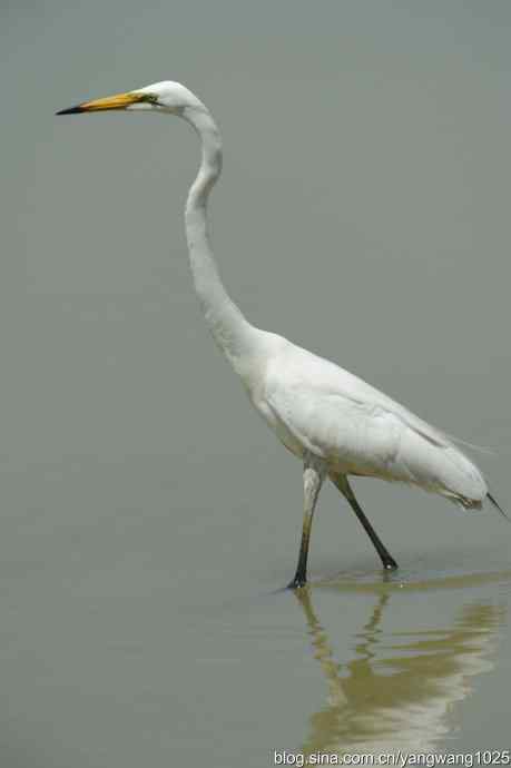 奥林匹克公园白鹭飞 wbr4